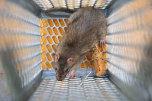 cemento Elegibilidad marca Fumigación de ratas | IFCEN