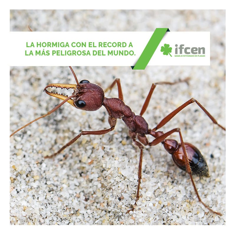 La hormiga con el record a la más peligrosa del mundo